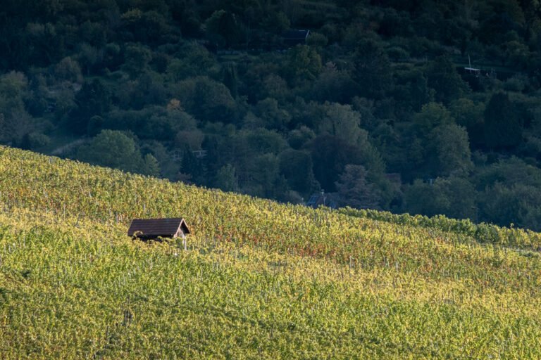 A lone wine hut sits between the vineyards atop one of Stuttgart's wine slopes.