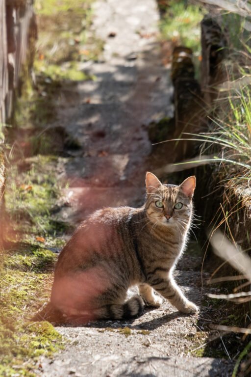 Cat sitting on vineyard stairs