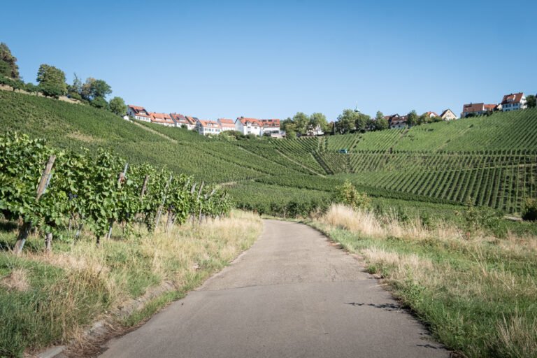 The town of Rotenberg sits atop a hill covered in vineyards, with a road leading up to it.