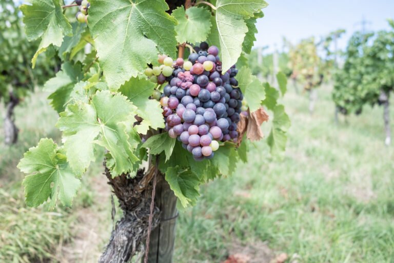 Colorful purple grapes growing on vines.