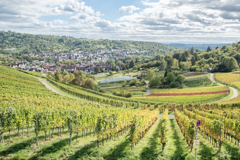 View of Uhlbach from above. Terraced hills covered in rows of grapevines descend toward the town of Uhlbach below.